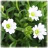 Cerastium arvense